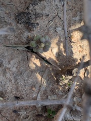 Drimiopsis burkei