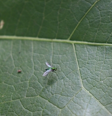Sciapodinae