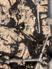 Drimiopsis burkei