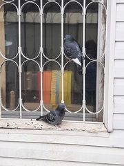 Columba livia domestica