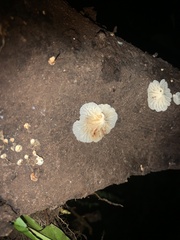 Oudemansiella australis