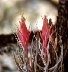 Tillandsia erubescens