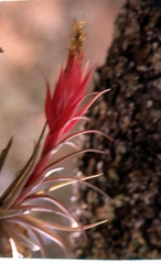 Tillandsia erubescens