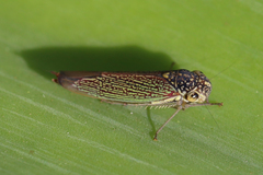 Macugonalia cavifrons