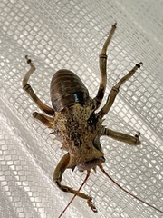 Enyaliopsis