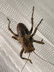 Enyaliopsis