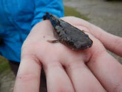 Pylodictis olivaris