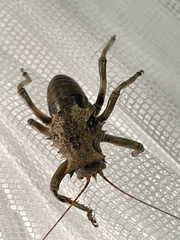 Enyaliopsis