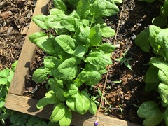 Brassica oleracea italica