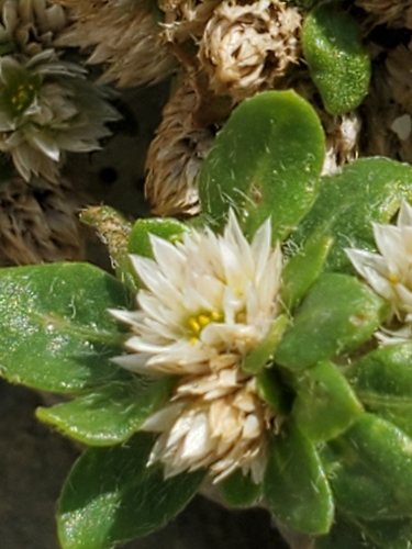 Washerwoman (Alternanthera caracasana)
