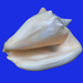Milk Conch - Photo (c) Trish Hartmann, some rights reserved (CC BY)