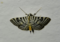 Conchylodes ovulalis