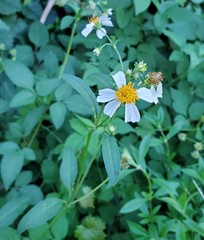 Bidens alba