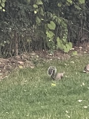 Sciurus carolinensis