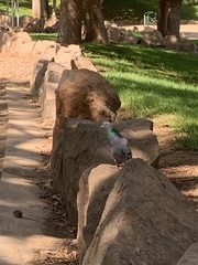 Columba livia domestica