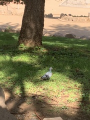Columba livia domestica