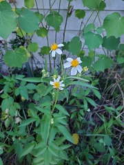 Bidens alba