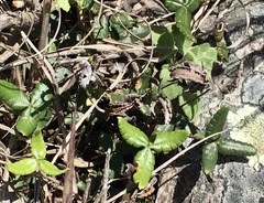 Doryopteris triphylla image