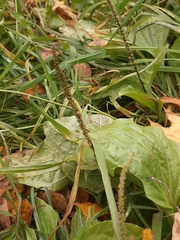 Plantago major