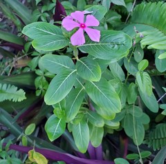 Catharanthus roseus image