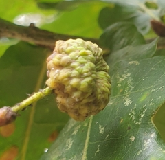 Andricus quercuscalicis