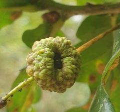 Andricus quercuscalicis