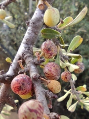 Rhamnus punctata