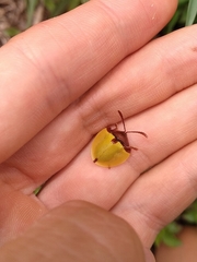 Paraselenis dichroa