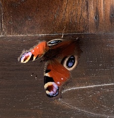 Aglais io