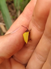 Paraselenis dichroa
