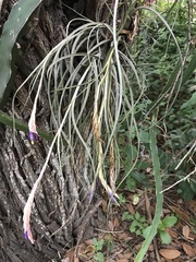 Tillandsia baileyi