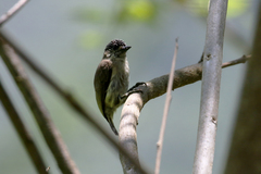 Picumnus granadensis