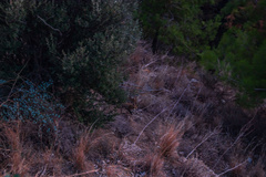 Vulpes vulpes indutus