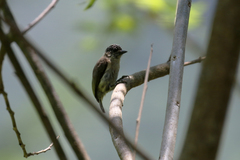 Picumnus granadensis