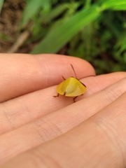 Paraselenis dichroa
