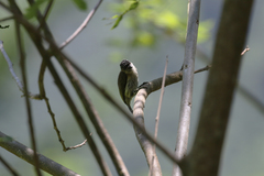 Picumnus granadensis