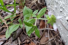 Richardia grandiflora