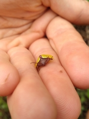 Paraselenis dichroa