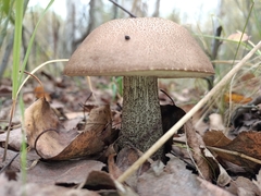 Leccinum scabrum