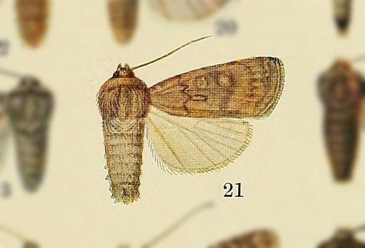 Actebia opisoleuca