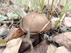 Leccinum scabrum