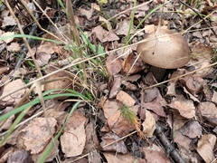 Leccinum scabrum