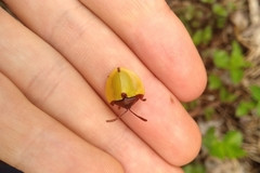 Paraselenis dichroa