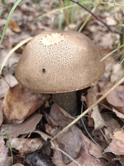 Leccinum scabrum