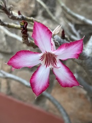 Adenium multiflorum image