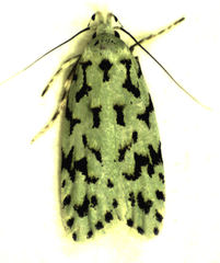 Izatha peroneanella