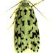 Green Lichen Tuft Moth - Photo (c) Stephen Thorpe, some rights reserved (CC BY-NC)
