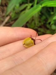 Paraselenis dichroa