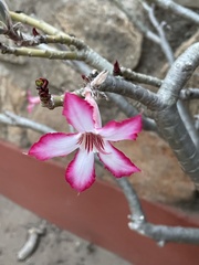 Adenium multiflorum image