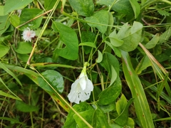 Clitoria ternatea albiflora